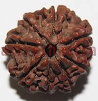 8 mukhi 27979 21.5mm
